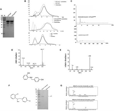 2-[(4-Hydroxybenzyl) Amino] Phenol (HBAP) Restores the Mutated p53 to the Level Similar to That of Wild-Type p53 Protein and Inhibits Breast Cancer Growth in vivo to by Inducing Tumor Cells Apoptosis